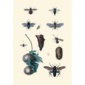  Insect Study #8 20x30 poster