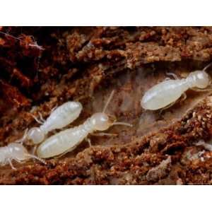  A Group of Eastern Subterranean Termites, Order Isoptera 