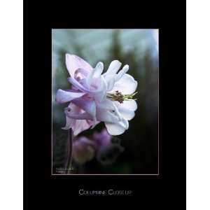  Columbine Blossom Closeup in Garden Fine Art Photography 