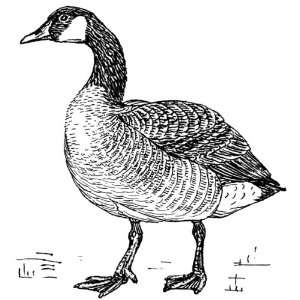  4 inch Square Acrylic Coaster Line Drawing Goose