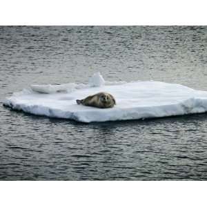  A Harbor Seal Lies on an Floating Ice Floe in Spitsbergen 