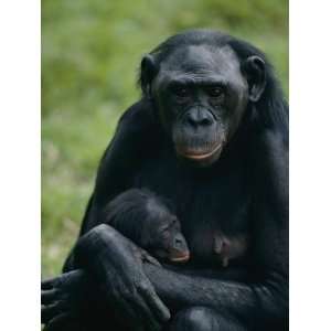  A Mother Bonobo Holds Her Baby at the San Diego Wild 
