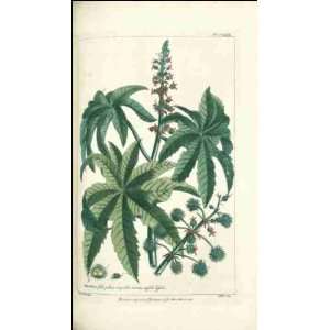  Reprint Ricinus 1771