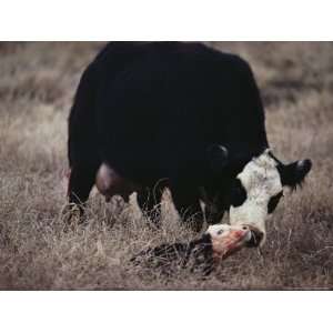  First Order of the Day for a Newborn Calf is a Wash by its 