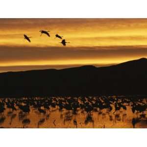 Sandhill Cranes, Grus Canadensis, in Water at Sunrise Photographic 