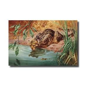  A Marbled Cat Sips From A Jungle Pool Giclee Print