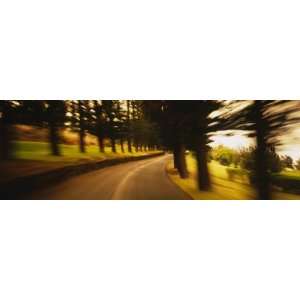  Evergreen Trees at the Both Sides of a Road, Maui, Maui 