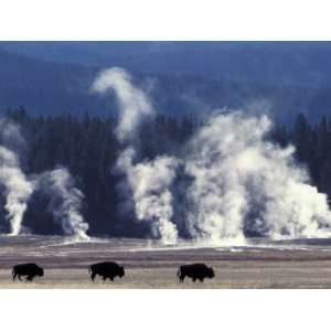  Landscape with Bison and Steam from Geysers, Yellowstone 