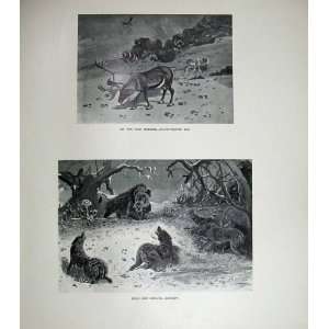  1904 Boar Wolves Stag Deer Pleistocene Mammals Nature 