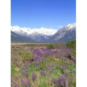 Lupine and the Main Divide, Arthurs Pass National Park, South Island 