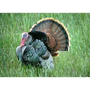 Heritage Free Range Turkey 12 14 lbs.  Grocery & Gourmet 