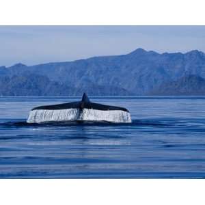  Blue Whale, Raising Flukes, Sea of Cortez Photos To Go 