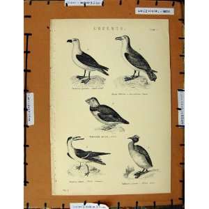   Old Print C1800 1870 Anseres Fulmar Bird Petrel Puffin
