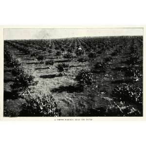  1917 Print Coffee Fazenda Sao Paulo Brazil Farming 