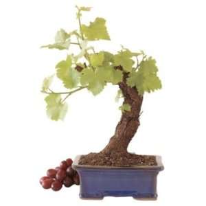 Living Grapevine Bonsai  Grocery & Gourmet Food