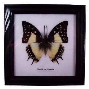  Butterfly Framed the Great Nawab Black Frame Everything 