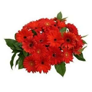  Wonderous Red Gerbera Daisy Bouquet
