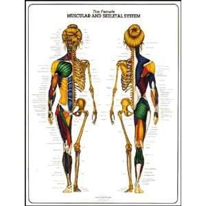 Female Muscular and Skeletal System Anatomy Chart  