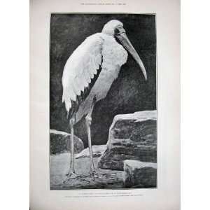  1889 Mosque Maybury Woking Dekke Pulpit Stork Bird
