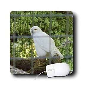  Edmond Hogge Jr Birds   White Owl   Mouse Pads 