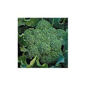  Organic Calabrese Broccoli   200 Seeds Patio, Lawn 