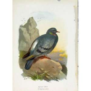  C1883 Thorburn Wild Birds Rock Dove Fine Art Color