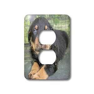  Taiche Photography   Dog Rottweiler Puppy   Light Switch 