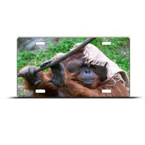  Monkey Monkeys Orangutan Novelty Airbrushed Metal License 