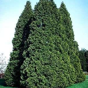  ARBORVITAE PYRAMIDAL / 1.5 gallon Potted Patio, Lawn 