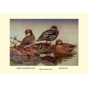  African and Mellers Ducks 28x42 Giclee on Canvas