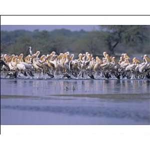  Coots runnng past White / Rosy Pelicans (Pelecanus 