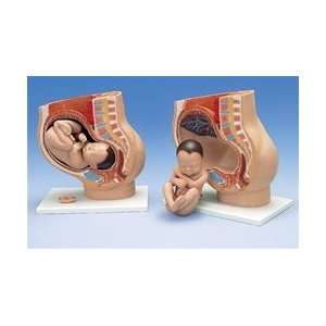  Human Pregnancy Pelvis Model 3 Part Health & Personal 