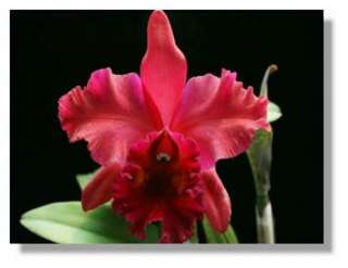 NEW GENERATION ART SHADE CATTLEYA ORCHID BLOOMING SIZE  