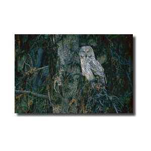 Gray Owl Yellowstone Giclee Print