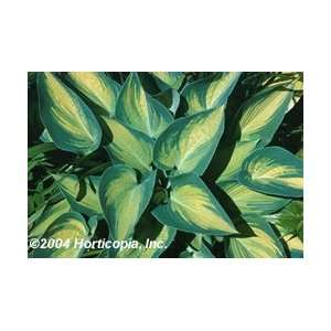  Hosta   June   #1 Container Patio, Lawn & Garden