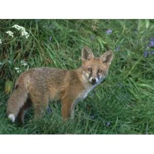  Red Fox, Vulpes Vulpes Cub on Grass Bank with Bluebells 