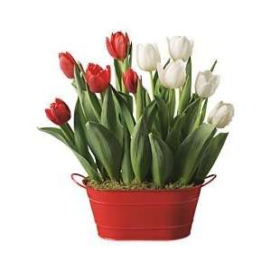  Flowers & Plants   Red and White Tulips 