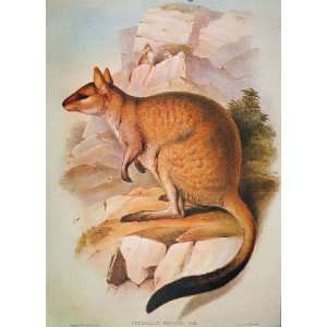   Mammals Australia 1863 Little Rock Wallaby 1977