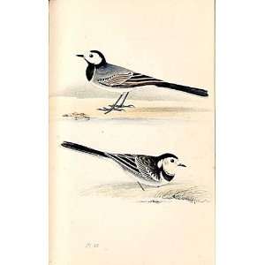  Pied Wagtail Meyer H/C Birds 1842 50