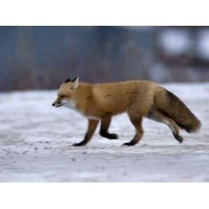 Red Fox, Vulpes Vulpes, Churchill, Manitoba, Canada Photographic 