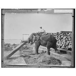  Burmah elephant working