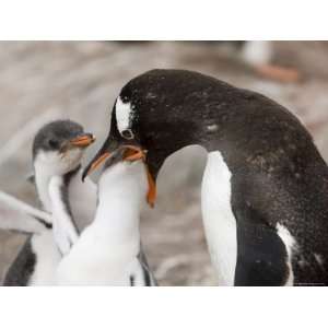  Gentoo Penguins, Petermann Island, Lemaire Channel 