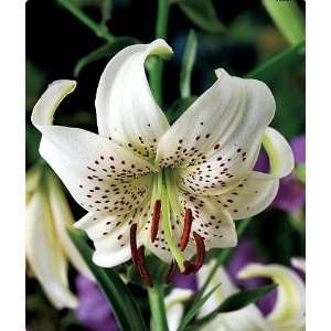 White Tiger Lily 2 Bulbs   Heirloom   Cream/Maroon Dots