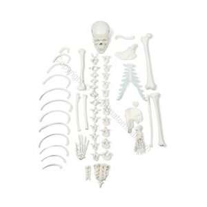 Premium Half Disarticulated Skeleton Model (Made in USA)  