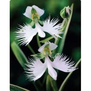  Habenaria Radiata (Egret Flower) 1 bulbs Patio, Lawn 