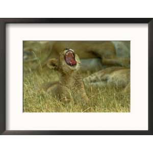 Small Lion Cub Raises its Head into the Air and Yawns Framed 