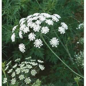  Davids Non Hybrid Flower Ammi White Dill (Ammi majus) 100 