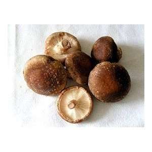   100 Organic Shiitake Mushroom Plugs Growing Kit Patio, Lawn & Garden