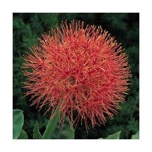  African Blood Lily Plant   Indoors/Out   Haemanthus Patio 