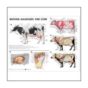  Bovine Anatomy The Cow Anatomical Chart 20 X 26 